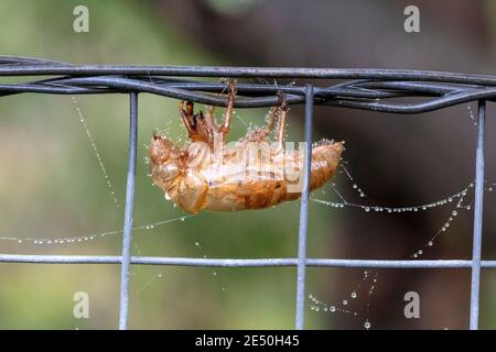 Una Cicada morta su una recinzione vicino a un ragnatela Foto Stock