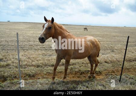 Cavallo in un campo erboso secco nella parte più meridionale di Mauna Loa, la Grande Isola delle Hawaii. Foto Stock