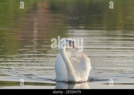 Cigno bianco nel selvaggio. Un bel cigno nuota nel lago. Foto Stock