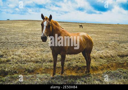 Cavallo in un campo erboso secco nella parte più meridionale di Mauna Loa, la Grande Isola delle Hawaii. Foto Stock