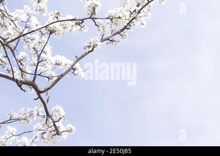 Fiori di ciliegia bianca su ramo dell'albero con sfondo del cielo Foto Stock