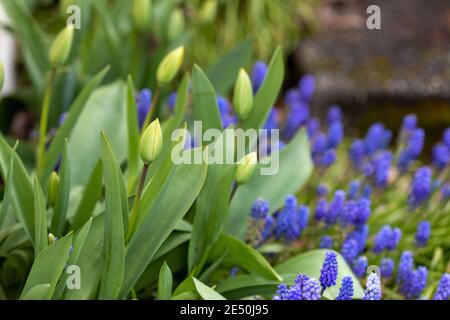 Papille tulipani e fiori di giacinto viola fioriscono in primavera Foto Stock