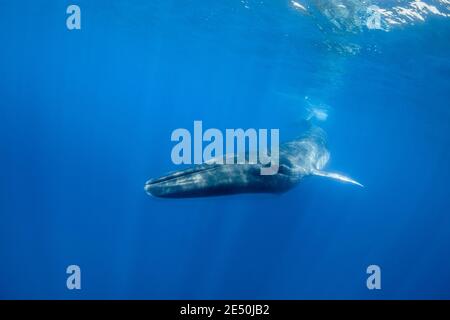 Balena, Balaenottera physalus, specie vulnerabili, Isola di Pico, Azzorre, Portogallo, Oceano Atlantico Foto Stock