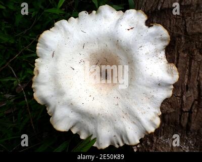 Primo piano di un grande fungo bianco sul tronco dell'albero Foto Stock