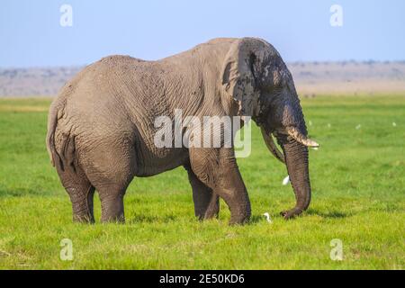 Grande elefante toro (Loxodonta Africana) con parte di coda mancante e testa umida fangosa. Vista laterale. Verdi praterie del Parco Nazionale di Amboseli, Kenya Foto Stock