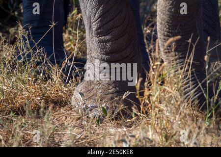 I piedi dell'elefante da vicino, sull'erba nel Parco Nazionale di Amboseli, Kenya, Africa. Mostra le pieghe della texture della pelle, la parte della gamba e del tronco. Foto Stock