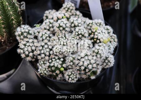 Un cactus Arizona Snowcap coperto di spine bianche Foto Stock