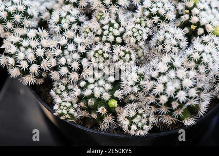 Un cactus Arizona Snowcap coperto di spine bianche Foto Stock