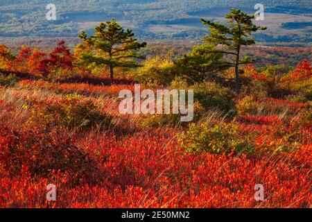 Moosic Mountain nella contea di Lackawanna, Pennsylvania, comprende 15,000 ettari di boschive asalachiane ridgetop e brughiera barreni. La brughiera Barrens cont Foto Stock