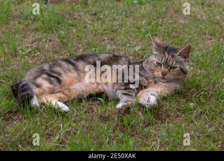 Gatto domestico Tabby Ritratto di adulto singolo che riposa sull'erba in giardino. Worcestershire, Regno Unito Foto Stock