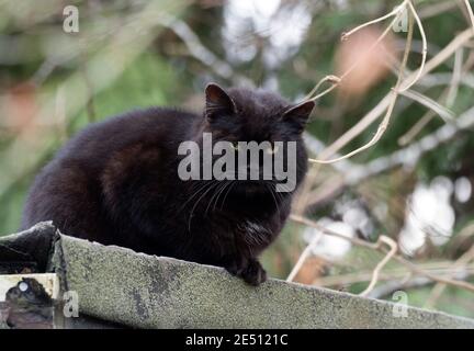 Black Domestic Cat, adulto singolo che riposa sul tetto del garage, Regno Unito. Foto Stock