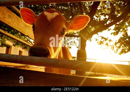 Carino polpaccio con una macchia bianca a forma di cuore sulla testa, guardando la fotocamera da dietro le barre di una recinzione, illuminato di mattina Foto Stock