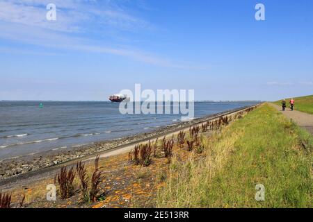 splendido paesaggio costiero in zelanda con persone in bicicletta lungo il westerschelde mare con alta marea con una grande nave da carico in estate Foto Stock