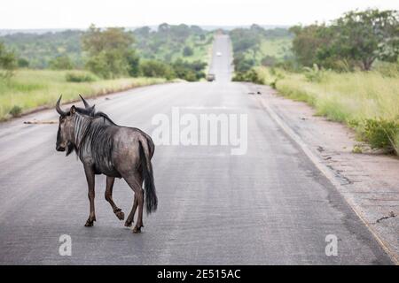 Nel Parco Nazionale di Kruger, una GNU solitaria sta attraversando la strada Foto Stock