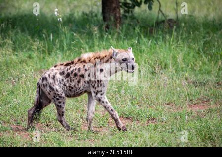 Nella savana sudafricana, una grande iena maschile è la caccia tra cespugli verdi Foto Stock