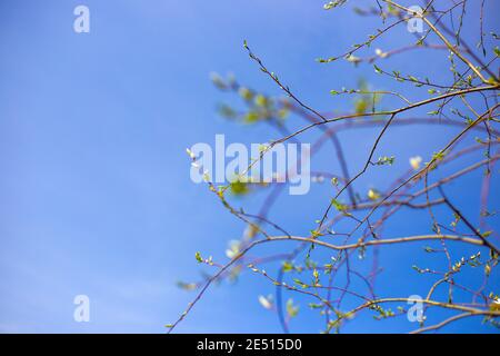 foglie verdi giovani su un albero fioriscono sotto i raggi del sole primaverile, contro il cielo blu, la bellezza della natura, un luogo di spazio di copia Foto Stock