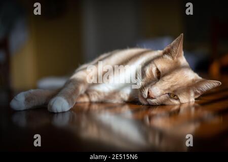 Il gatto abissino Beatufitul riposa pacificamente al suo fianco sotto la luce del sole Foto Stock