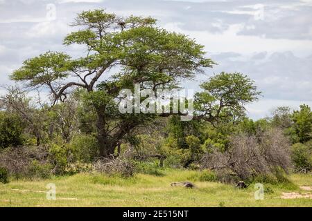 Nella savana sudafricana, un bufalo riposa sotto il baldacchino di un gigantesco albero di acacia, tra cespugli verdi Foto Stock