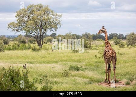 Iconico paesaggio sudafricano con una giraffa solitaria che pascola nella savana, circondato da cespugli verdi e un albero lontano Foto Stock