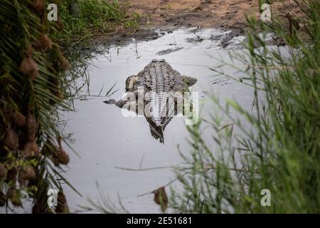 Un coccodrillo del nilo che si aggana in una piscina d'acqua poco profonda in un thicket di canna Foto Stock