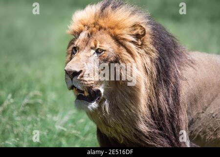 Primo piano ritratto di un grande leone maschio che ruggia, contro uno sfondo verde bokeh Foto Stock