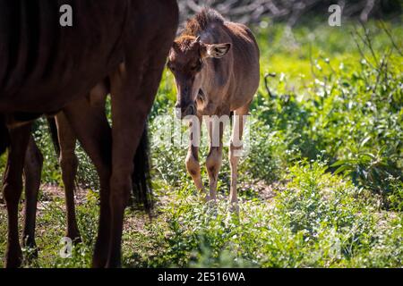 Primo piano di una madre e di un vitello sudafricani che camminano in fila nella savana Foto Stock