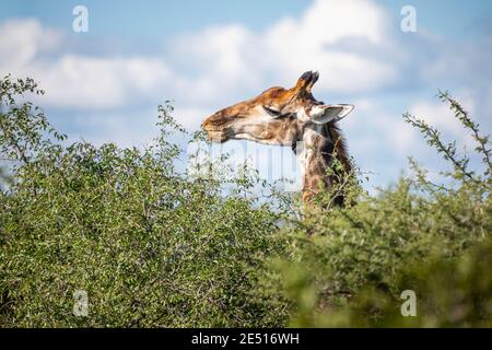 Primo piano di una testa di giraffa che salta da un cespuglio verde e pascolando su foglie, contro un cielo blu con nuvole soffici Foto Stock