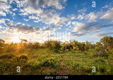 Iconico paesaggio africano al tramonto, con due elefanti che pascolano sui cespugli nella savana sotto un cielo blu con nuvole soffici Foto Stock