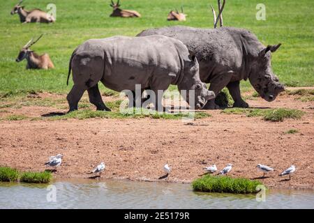 Primo piano di due rinoceronti che pascolano l'uno vicino all'altro nella savana Foto Stock