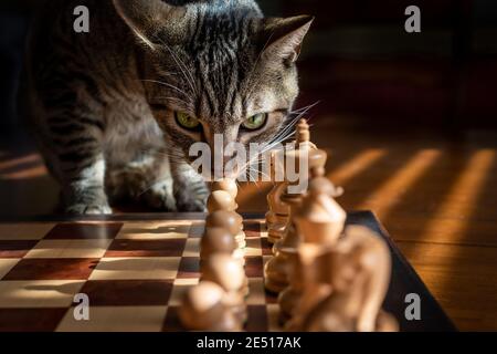 Un gatto tabby domestico sniffs una pedina su una tavola in un gioco di scacchi Foto Stock