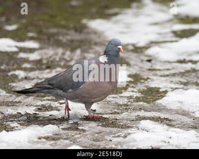 Woodpigeon, Columba Palumbus, singolo adulto che cammina su un terreno ghiacciato, Worcestershire, Regno Unito. Foto Stock