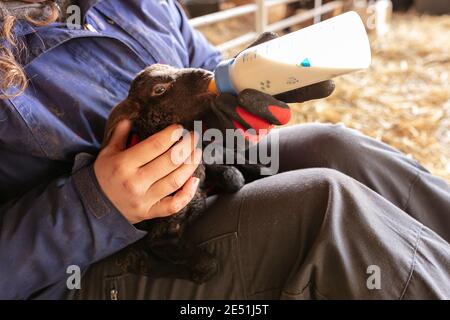 Agnello che beve una bottiglia in una fattoria Foto Stock