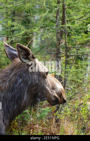 Moose sul lato della Kancamagus Highway (Route 112) nelle White Mountains, New Hampshire durante i mesi primaverili. Foto Stock