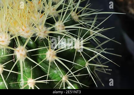 Macro delle spine su un Cactus Barrel d'Oro Foto Stock