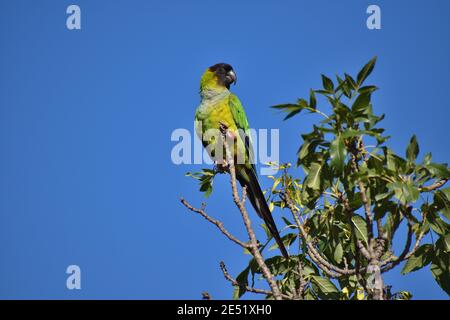 Nanday parakeet (Aratinga nenday), noto anche come il lago con cappuccio nero o nanday conure, visto in un parco pubblico a Buenos Aires, Argentina Foto Stock