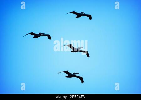 Quattro Brown Pelican (Pelecanus occidentalis) che volano a Monterey, California Foto Stock