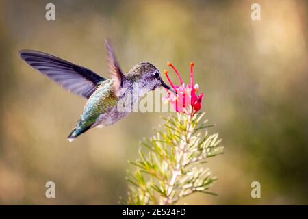 Femmina Anna Hummingbird (Calypte anna) che si nuote a Palo Alto, California Foto Stock