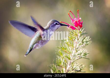 Femmina Anna Hummingbird (Calypte anna) che si nuote a Palo Alto, California Foto Stock