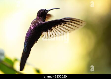 Un colibrì di Sabbiamento Violetto (Campylopterus hemileuurus) nella Provincia di Cartago, Tayutic, Costa Rica Foto Stock