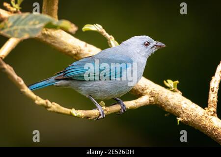 L'uccello blu-grigio Tanager (Thraupis episcopus) nella Provincia di Cartago, Tayutic, Costa Rica Foto Stock