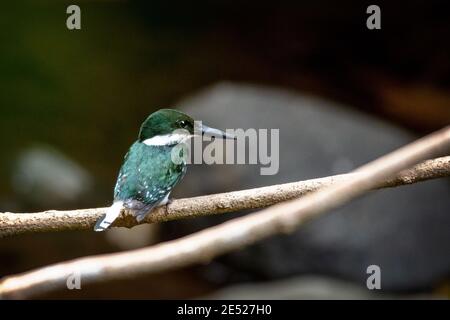 Una femmina Kingfisher Verde (Chloroceryle americana) nel Parco Nazionale di Carara, provincia di Puntarenas, Costa Rica Foto Stock