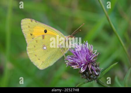 Un giallo nuvoloso, Colias croccea su una jacea Centaurea marrone o brownray a maglia Foto Stock