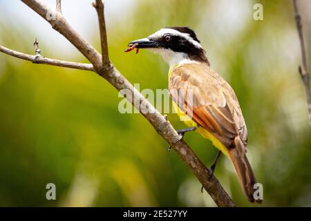 Un grande Kiskadee (Pitangus sulfuratus) Con uno spuntino in Costa Rica Foto Stock