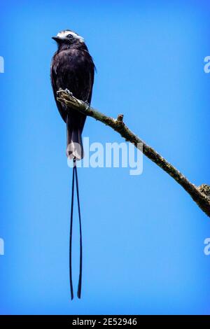 Un tiranno dalla lunga coda (colonio di Colonia) arroccato in Costa Rica Foto Stock