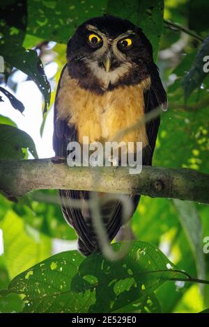 Un gufo spectacled (Pulsatrix perspicillata) in Costa Rica Foto Stock