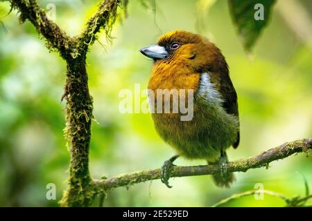 Un barbet (Semnornis frantzii) in Costa Rica Foto Stock