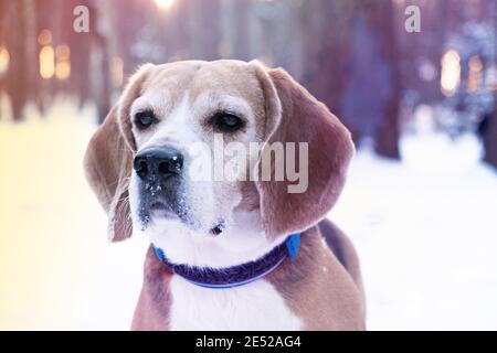 Purebred Beagle o inglese Hound cane camminare in inverno parco o foresta, correre e giocare all'aperto Foto Stock