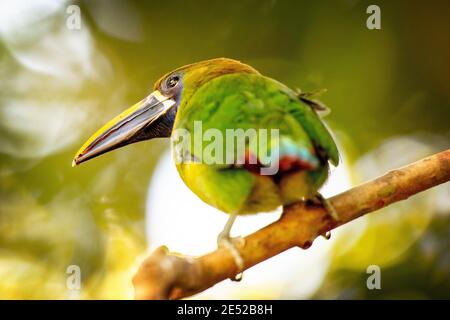 Un Toucanet Smeraldo o Toucanet Smeraldo Settentrionale (Aulacorhynchus prasinus) In Costa Rica Foto Stock