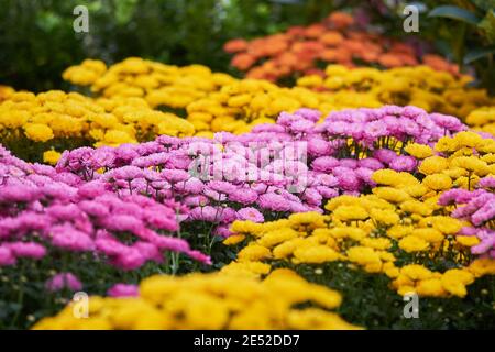 Bellissimi fiori di crisantemo. Crisantemi gialli e rosa Foto Stock