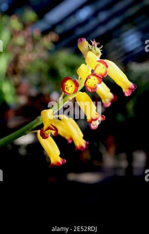 Lachenalia ‘Ronina‘ Giglio leopardato – fiori gialli tubolari con punte rosse, gennaio, Inghilterra, Regno Unito Foto Stock